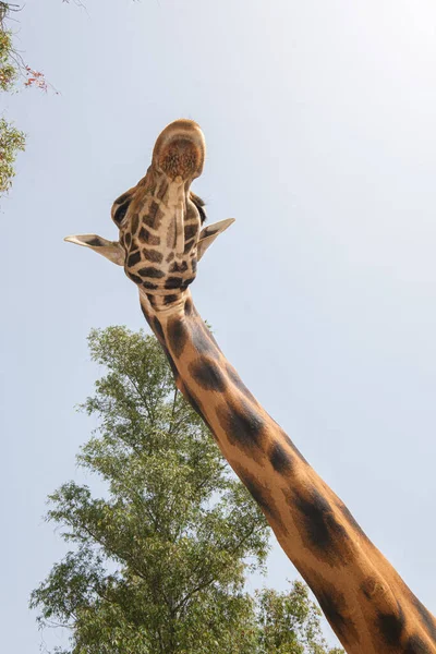 Giraffe Prigioniere Collo Viso — Foto Stock