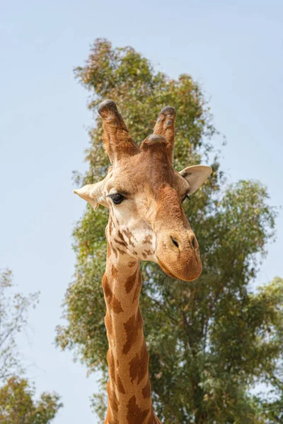 Giraffe Prigioniere Collo Viso — Foto Stock