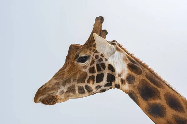 Giraffe Prigioniere Collo Viso — Foto Stock