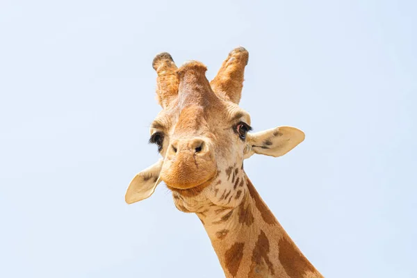 Giraffe Prigioniere Collo Viso — Foto Stock