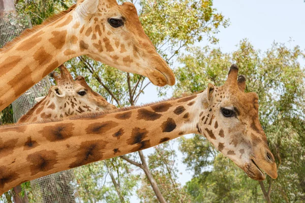 Girafas Cativas Pescoço Rosto — Fotografia de Stock