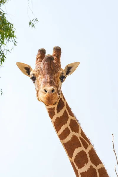 Giraffe Prigioniere Collo Viso — Foto Stock
