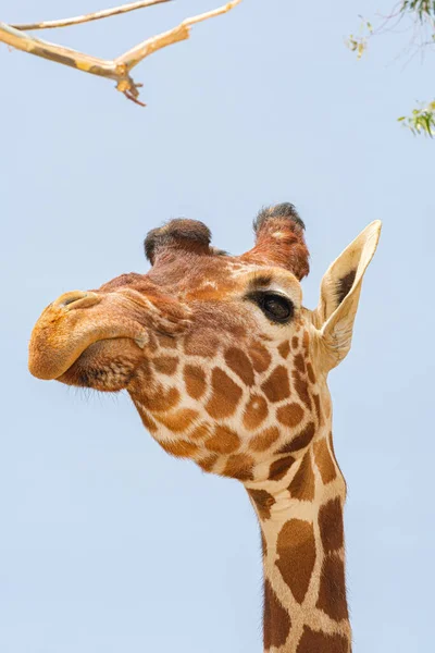 Giraffe Prigioniere Collo Viso — Foto Stock
