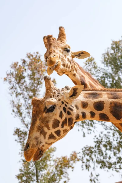 Giraffe Prigioniere Collo Viso — Foto Stock