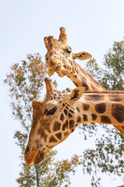Girafes Captives Cou Visage Image En Vente