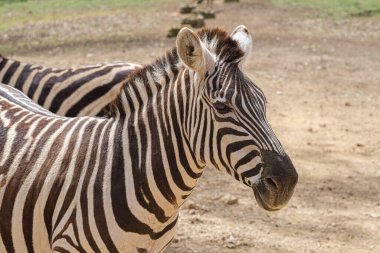 Esir zebralar arka planda ağaçlara poz veriyorlar