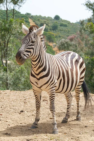 Zebre Prigioniere Posa Sullo Sfondo Alberi — Foto Stock