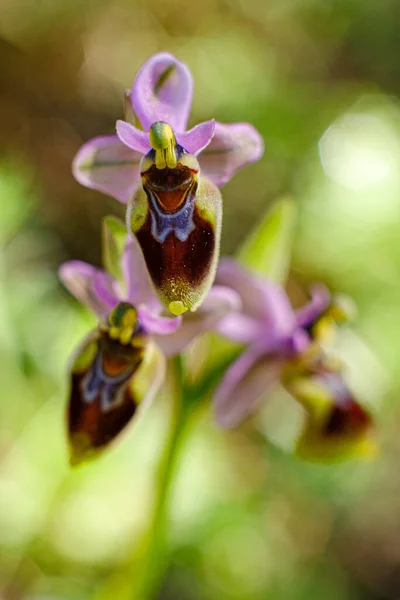 Wild Ophrys Tenthredinifera Dans Champ Vert — Photo