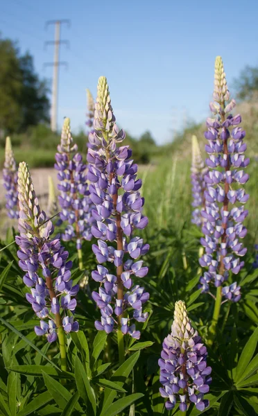 Lupines