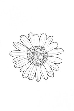 Daisy 'nin çizimi, kapat. Siyah ve beyaz.