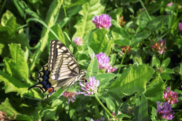 Πεταλούδα Papilio Machaon Κόκκινο Τριφύλλι Trifolium Pratense — Φωτογραφία Αρχείου