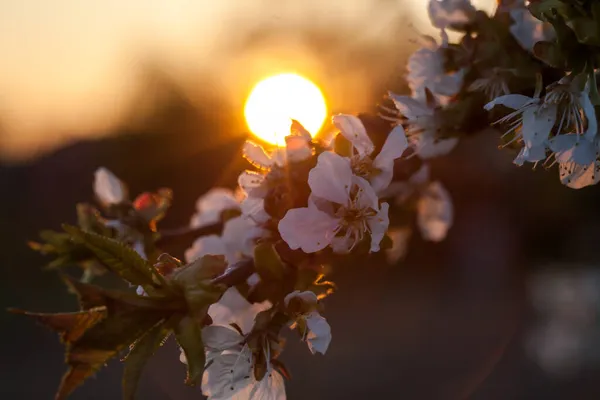 Белая Вишня Расцветает Фоне Солнца Закат Заднем Плане — стоковое фото