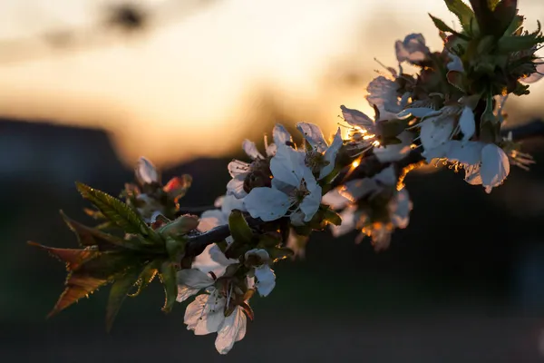Weiße Kirschblüten Mit Der Sonne Hintergrund Sonnenuntergang Hintergrund — Stockfoto