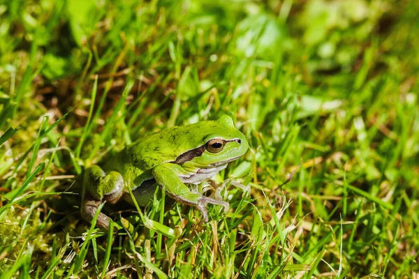 Grenouille Arborescente Hyla Arborea Anciennement Rana Arborea Dans Une Grande — Photo