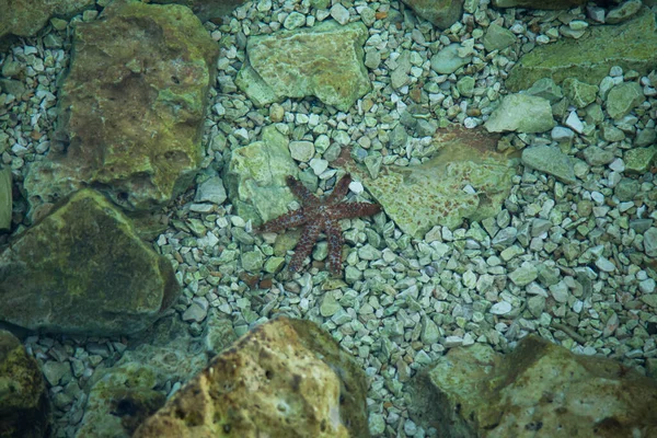Red Starfish Moving Sea Floor — Stock Photo, Image