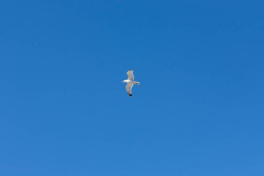 Martı canlı mavi gökyüzünde uçuyor. Mavi yaz gökyüzü. Bulut yok.