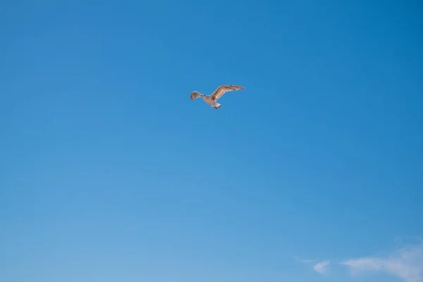 Gaviota Volando Través Del Cielo Azul Vivo Cielo Azul Verano — Foto de Stock