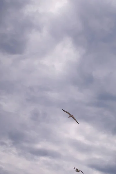 Seagull Flyver Overskyet Himmel Dagen Måge Flyver Blandt Skyerne - Stock-foto