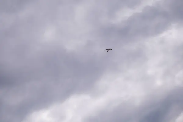 Gaviota Volando Cielo Nublado Día Gaviota Volando Entre Las Nubes — Foto de Stock