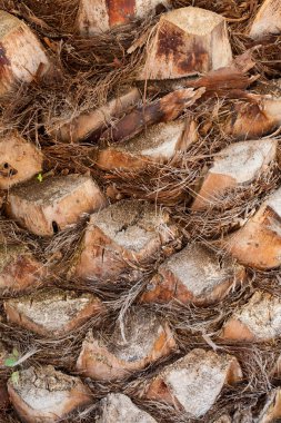 Avuç içi sandığı yakın planda. Çerçeve dolu. Palmiye ağacı
