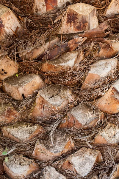 Avuç içi sandığı yakın planda. Çerçeve dolu. Palmiye ağacı