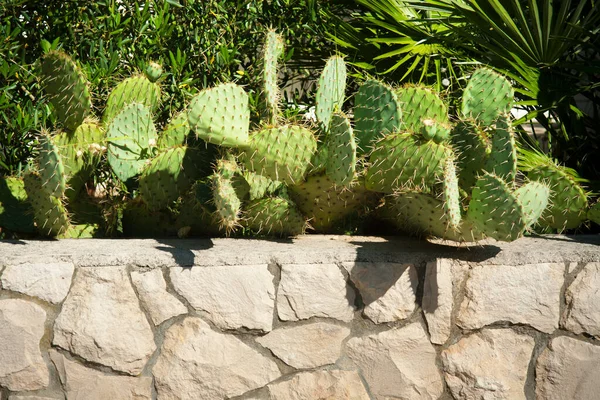 Grote Cactus Planten Gezaaid Een Groep Natuur — Stockfoto
