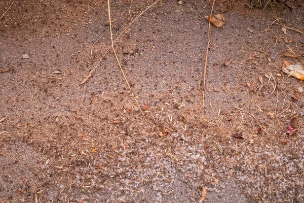 Eine Kolonie Winziger Ameisen Wimmelt Einem Gebiet — Stockfoto