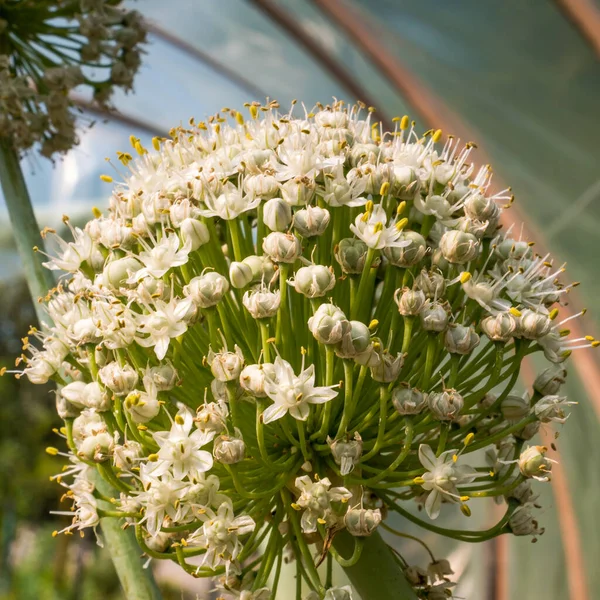 Kvetoucí Cibule Květinová Hlava Zahradě Closeup — Stock fotografie