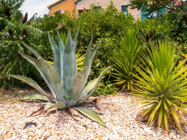 Bahçede büyük bir agave ile yaz filmi.