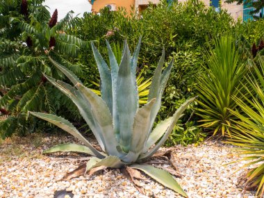 Bahçede büyük bir agave ile yaz filmi.