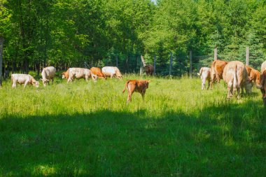 Çayırdaki inek sürüsü. Kahverengi ve beyaz inekler. Yeşil çayır.