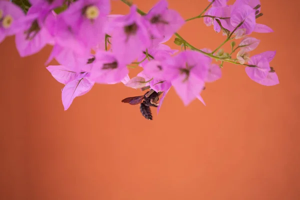 Včela Sbírající Nektar Fialového Květu Makro — Stock fotografie