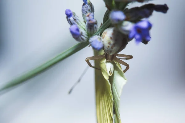 Μια Αράχνη Καβουριών Τρώει Μια Λευκή Πεταλούδα Λάχανου Κάθεται Πάνω — Φωτογραφία Αρχείου