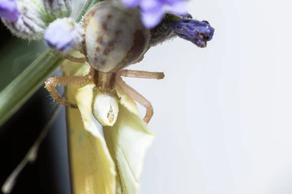 Μια Αράχνη Καβουριών Τρώει Μια Λευκή Πεταλούδα Λάχανου Κάθεται Πάνω — Φωτογραφία Αρχείου