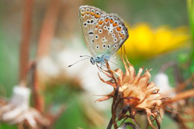 Plebejus argus, Gümüş Studded Blue Avrupa ortak kelebeği bir çayırda