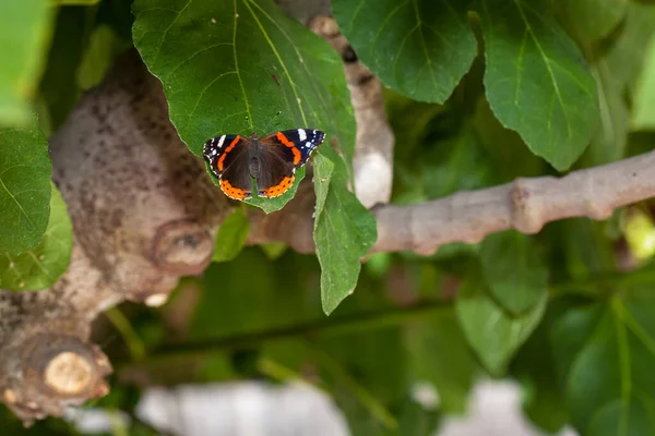 Ναύαρχος Πεταλούδα Κάθεται Στο Πράσινο Φύλλο — Φωτογραφία Αρχείου