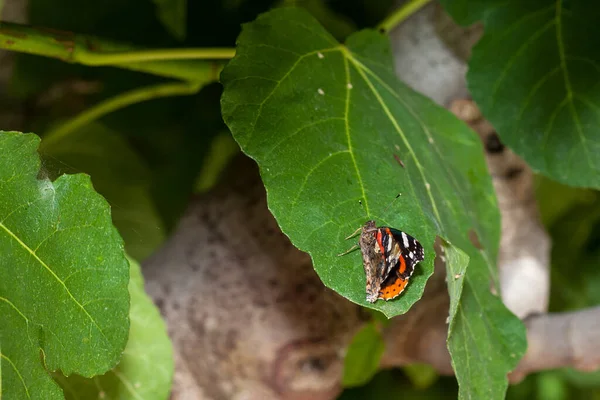 緑の葉に座っている蝶提督 — ストック写真