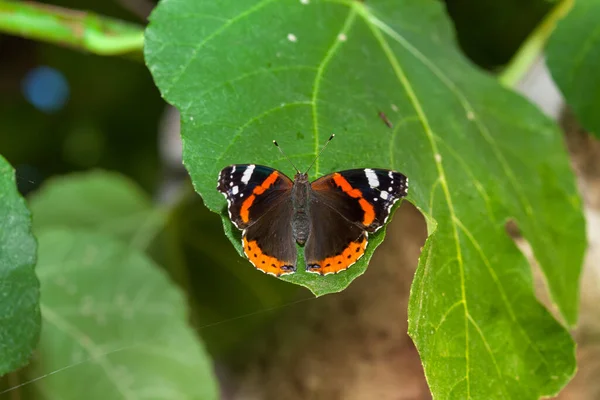 Ναύαρχος Πεταλούδα Κάθεται Στο Πράσινο Φύλλο — Φωτογραφία Αρχείου