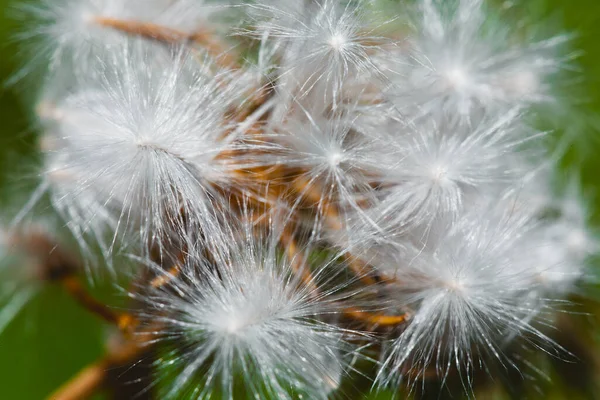 Foto Eines Löwenzahns Aus Der Nähe Aufgenommen Makroaufnahme Schwarz Weiß — Stockfoto