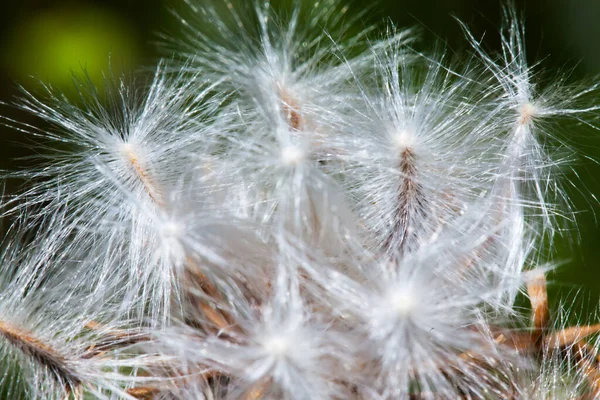 Foto Eines Löwenzahns Aus Der Nähe Aufgenommen Makroaufnahme Schwarz Weiß — Stockfoto