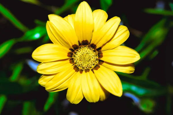 Egy Közeli Kép Egy Sárga Rudbeckia Virágról Sötét Háttérrel — Stock Fotó