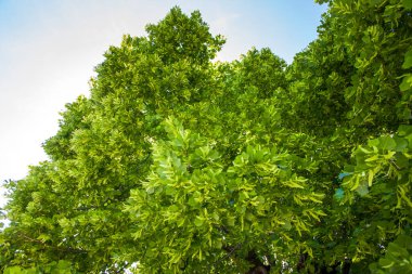 Büyük ıhlamur ağacı. Yeşil yapraklar ve ıhlamur meyveleri