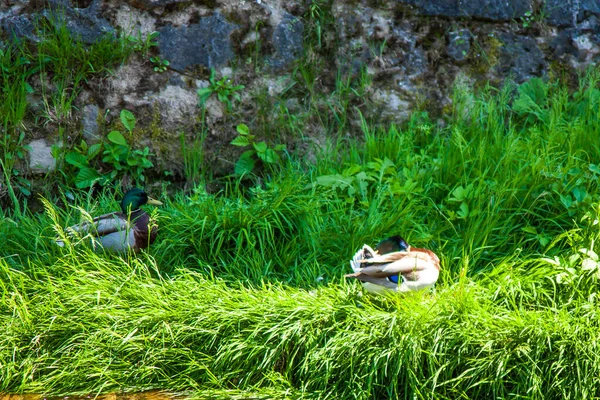 Gänse Auf Der Grünen Wiese — Stockfoto