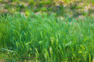 Kıllı tüy. Bir çeşit yeşil çimen..