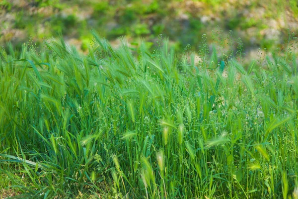 Hairy Plume Type Green Grass — Stock Fotó