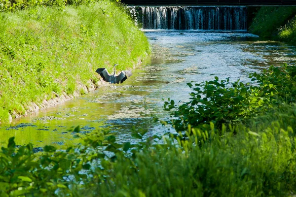 Heron Standing Sunny Day Next Small Waterfall Stream — Fotografia de Stock