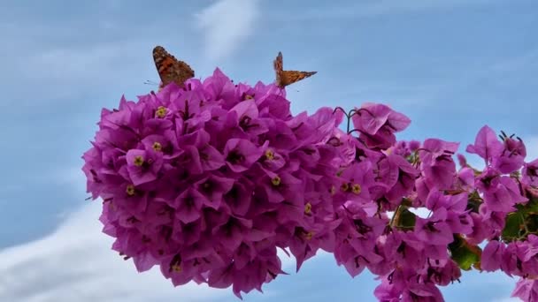 Butterfly Little Redhead Nymphalidae Bougainvillea Flowers — Stock Video