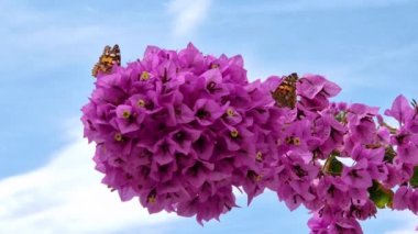 Küçük kelebek kızıl (Nymphalidae) bir Bougainvillea çiçeğinin üzerinde.