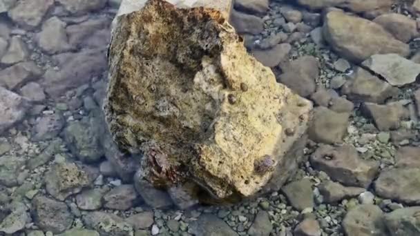Marbled Rock Crab Runner Crab Pachygrapsus Marmoratus Fabricius 1787 Rocks — Vídeos de Stock