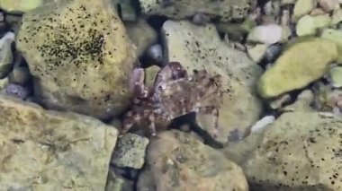 Marbled rock crab or Runner Crab (Pachygrapsus marmoratus (Fabricius, 1787) on the rocks in the water in the Adriatic Sea.